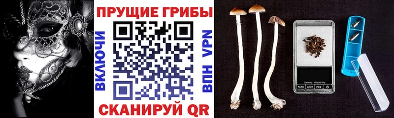 Псилоцибиновые грибы GOLDEN TEACHER  купить  сайты  Наро-Фоминск 